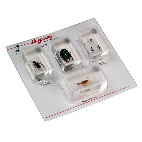 Набор насекомых 1 в акриле