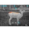 Тепловизионный прицел iRay Saim SCL 35